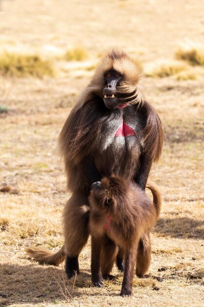 Photo gelada endémique dans le mont simien en éthiopie