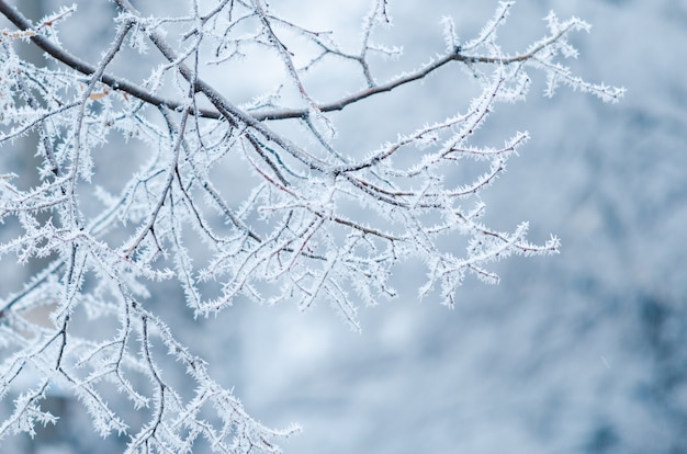 Gelée blanche sur des branches d'arbres. journée d'hiver froide, hiver naturel