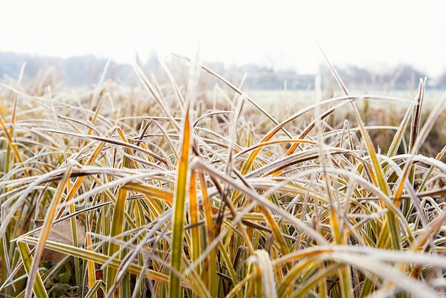 Gelée d&#39;herbe le matin d&#39;hiver