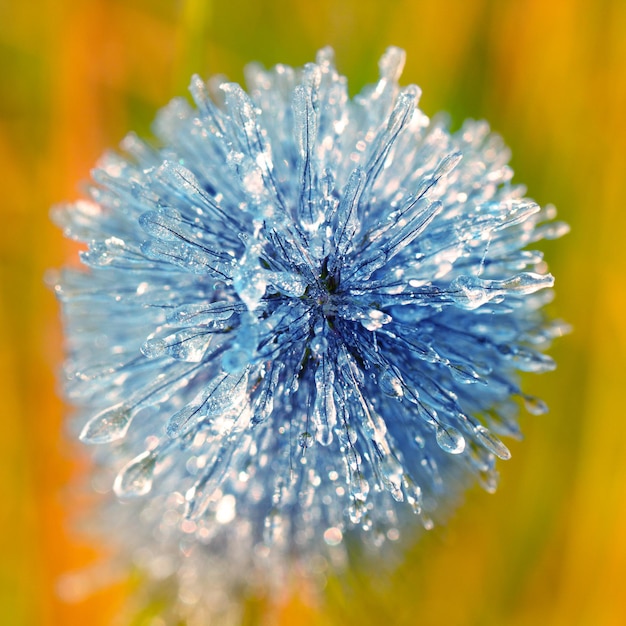 Gelée matinale sur l'herbe jeune avec place pour le texte.