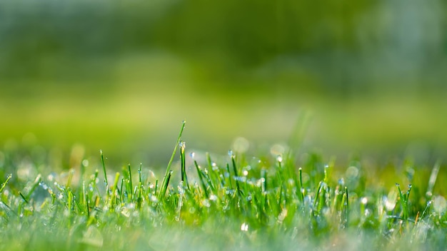 Gelée matinale sur la jeune herbe avec place pour le texte.