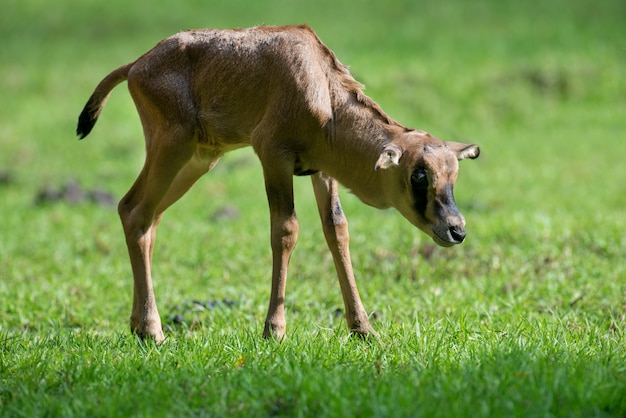 Gemsbok de bébé dans l'herbe, parc national du Kenya