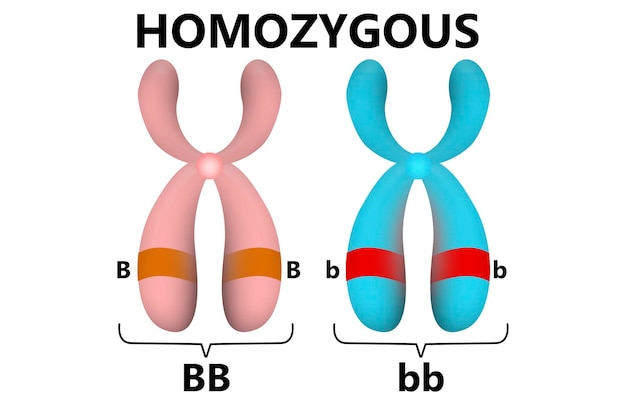 Gène parent homozygote dans les chromosomes