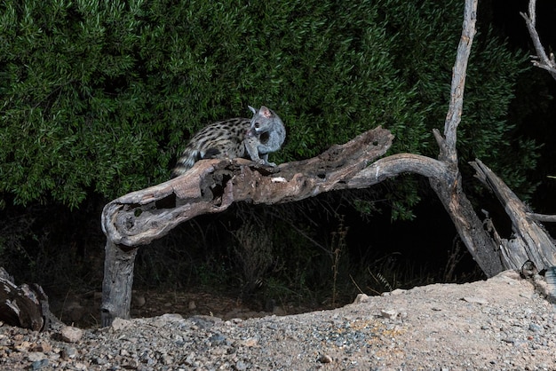 Photo genette commune (genetta genetta) malaga, espagne