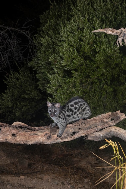 Photo genette commune (genetta genetta) malaga, espagne