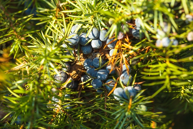 Genévrier sur le buisson. Bouchent les baies dans la forêt