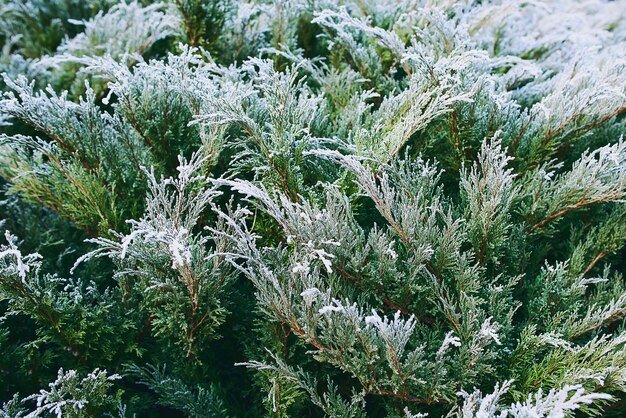 Genévrier à feuilles persistantes givré dans la neige à la fin de l'automne, l'hiver