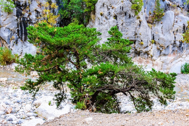 Genévrier à feuilles persistantes poussant sous la roche