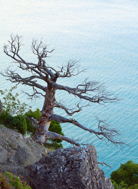 Photo genévrier flétri sur fond de mer (crimée, ukraine).