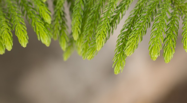 genévrier, Thuja brindille fond de frontière de Noël