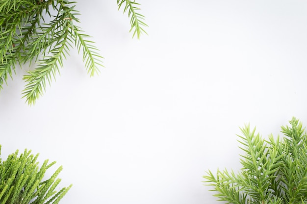 genévrier, Thuja brindille frontière de Noël sur fond blanc