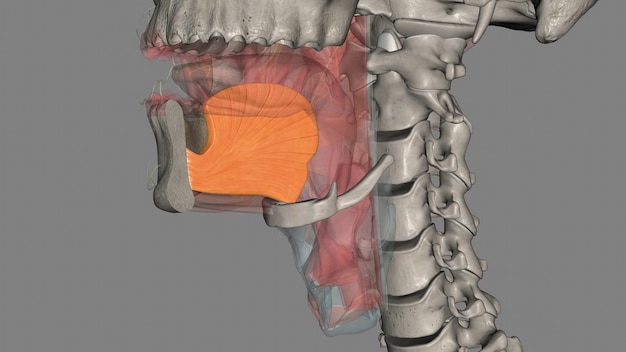 le génioglosse est l'un des muscles extrinsèques jumelés de la langue