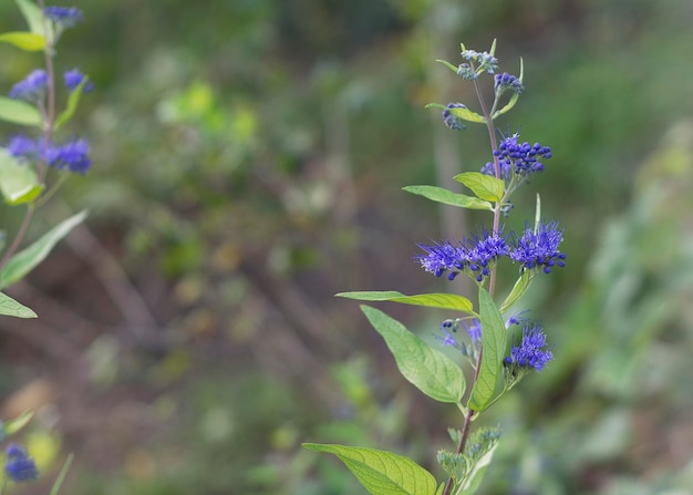 Photo genre de plantes à fleurs de la famille des lamiaceae caryopteris