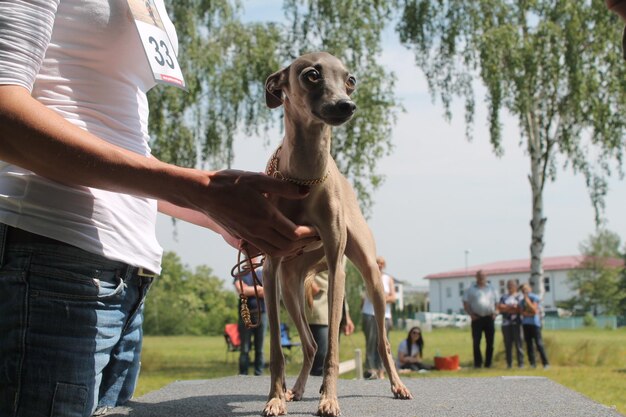 Photo les gens au chien