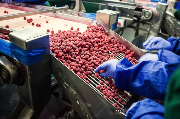 Les gens au travail Les mains des travailleurs méconnaissables dans des gants bleus de protection sélectionnent des baies congelées Usine de congélation et d'emballage de fruits et légumes Faible luminosité et bruit visible