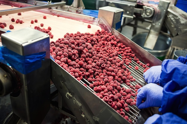 Les gens au travail Les mains des travailleurs méconnaissables dans des gants bleus de protection sélectionnent des baies congelées Usine de congélation et d'emballage de fruits et légumes Faible luminosité et bruit visible