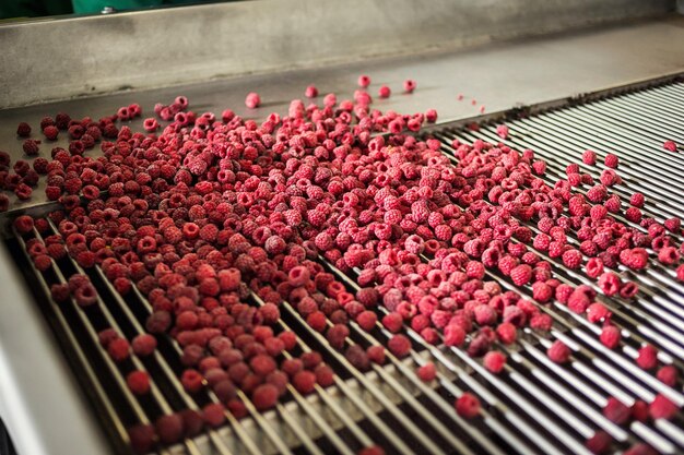 Les gens au travail Les mains des travailleurs méconnaissables dans des gants bleus de protection sélectionnent des baies congelées Usine de congélation et d'emballage de fruits et légumes Faible luminosité et bruit visible