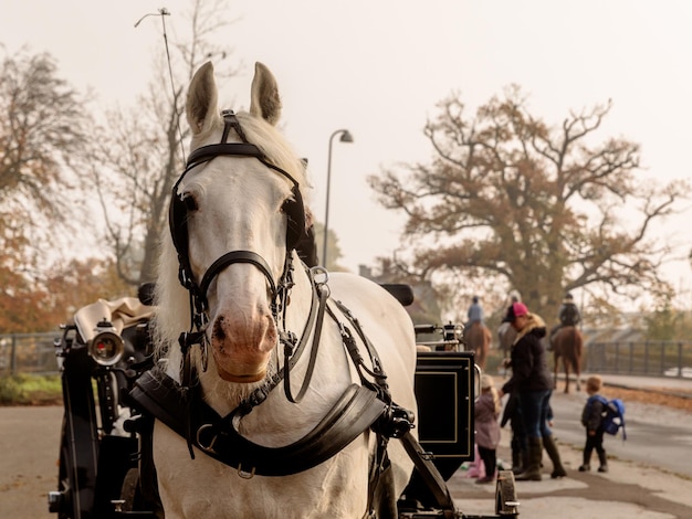 Photo des gens à cheval.