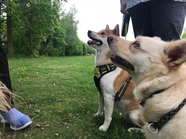 Photo les gens avec des chiens sur le terrain