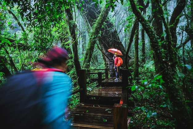 Photo des gens debout sur un pont piétonnier dans la forêt.