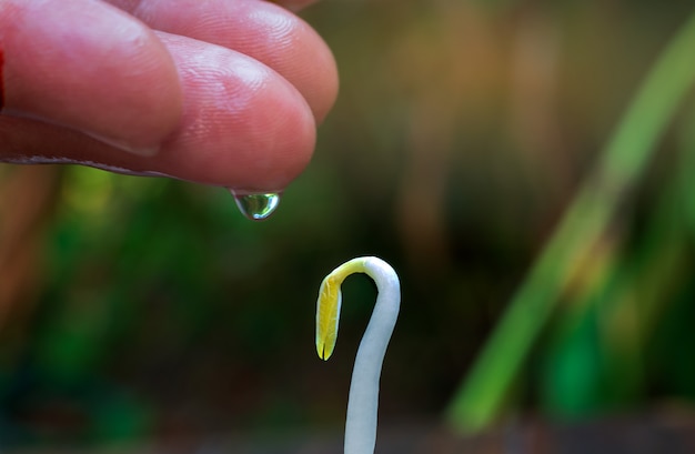 Photo les gens donnent de l'eau aux jeunes arbres.