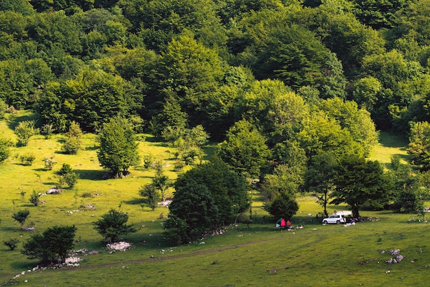 Les gens font un pique-nique sous l'arbre