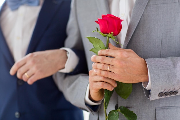 les gens, l'homosexualité, le mariage homosexuel et le concept d'amour - gros plan d'un couple gay masculin heureux avec une fleur de rose rouge tenant la main sur le mariage