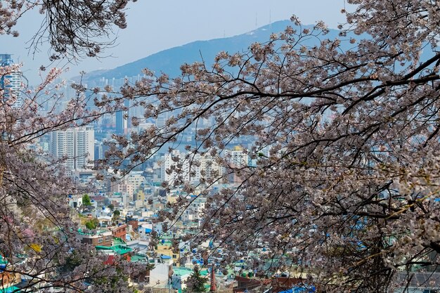 Les gens marchent au festival Jinhae Gunhangje à Busan, en Corée.