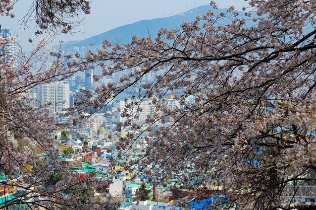 Les gens marchent au festival Jinhae Gunhangje à Busan, en Corée.