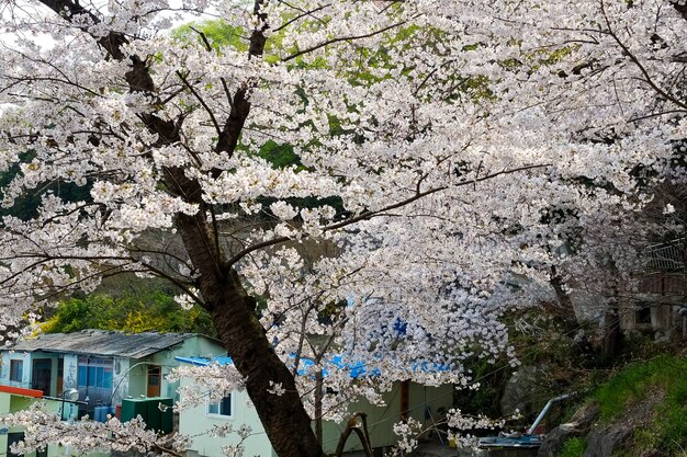 Les gens marchent au festival Jinhae Gunhangje à Busan, en Corée.