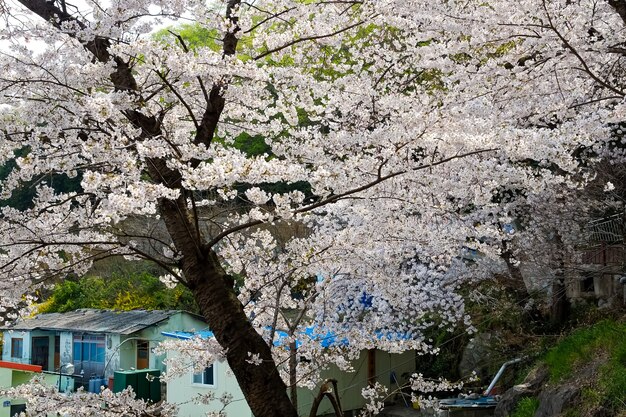 Les gens marchent au festival Jinhae Gunhangje à Busan, en Corée.