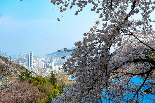 Les gens marchent au festival Jinhae Gunhangje à Busan, en Corée.