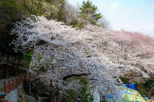 Les gens marchent au festival Jinhae Gunhangje à Busan, en Corée.