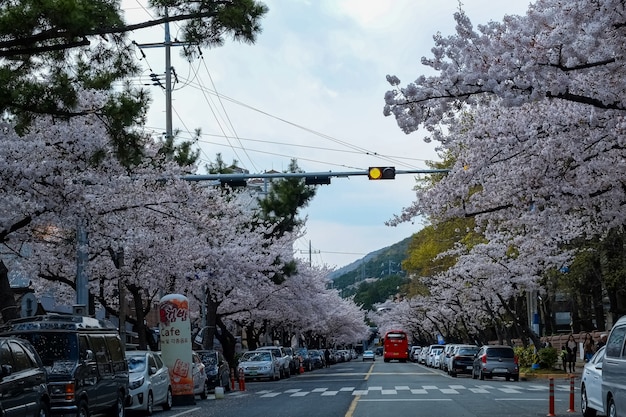 Les gens marchent au festival Jinhae Gunhangje à Busan, en Corée.