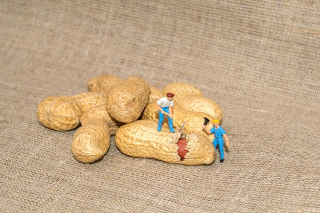 Des gens miniatures hachent des noix Noisette Les petits peuples cassent des cacahuètes