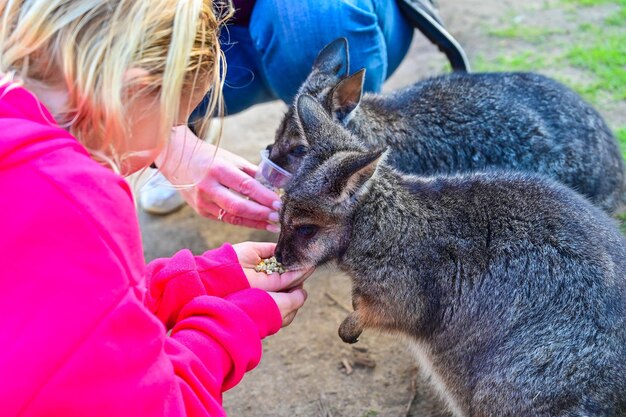 Photo les gens nourrissent le sanctuaire kangaroo moonlit à melbourne, en australie