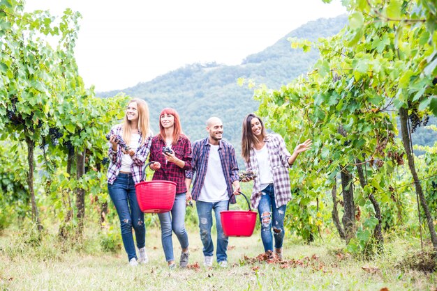 Gens récoltant dans un vignoble