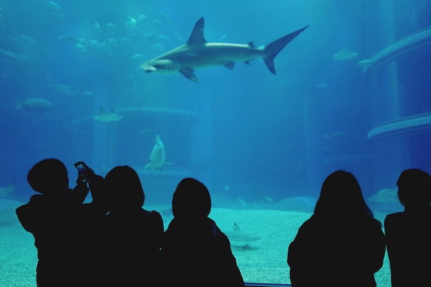 Des gens regardent des poissons nager dans un aquarium.