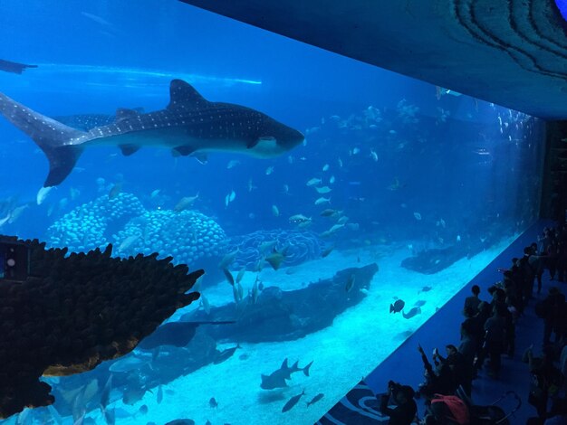 Photo des gens regardent un requin baleine dans un aquarium.