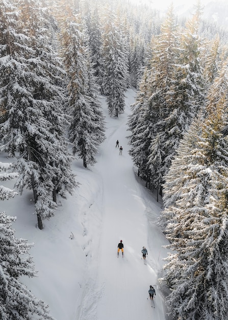 Les gens skient dans une forêt enneigée