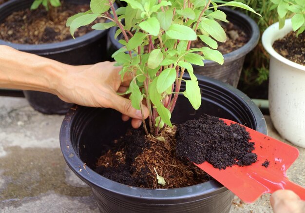 Photo les gens utilisent une pelle pour ajouter du sol au basilic sacré en pot