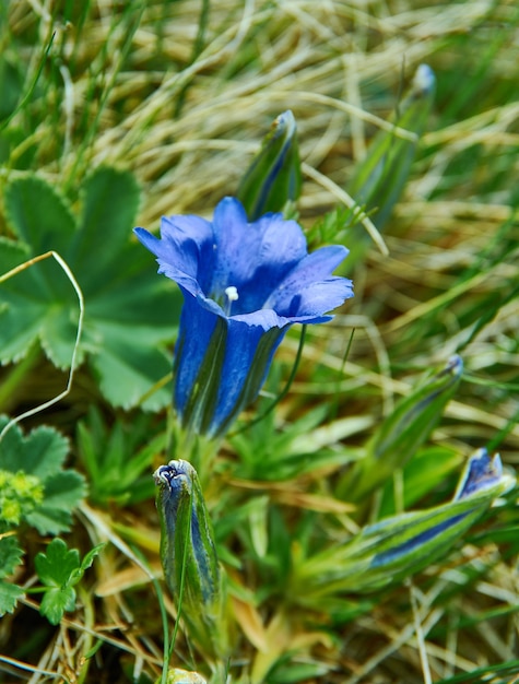 Gentiana, genre de plantes à fleurs appartenant à la famille des gentianes.Altaï, Russie.