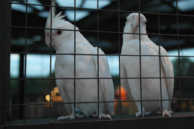 Photo la gentillesse des oiseaux