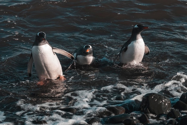 Gentoo pingouin Antarctique