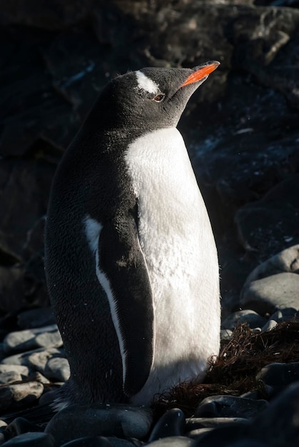 Gentoo pingouin Antarctique