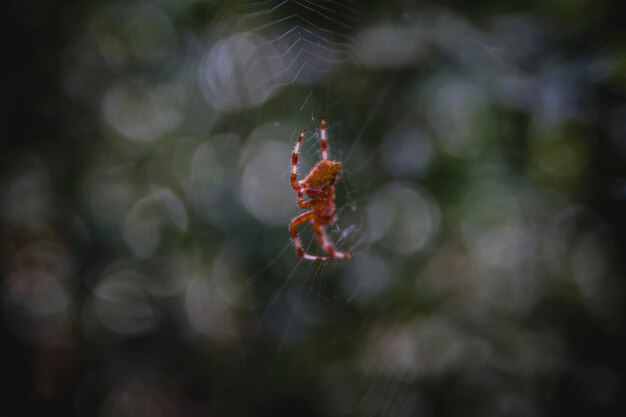 géométrie, araignée orange au centre d'une toile d'araignée