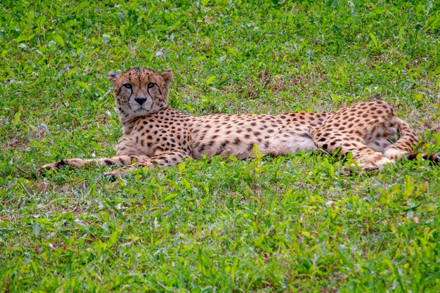 Geopard Acinonyx jubatus C'est un mammifère carnivore de la famille des Felidae