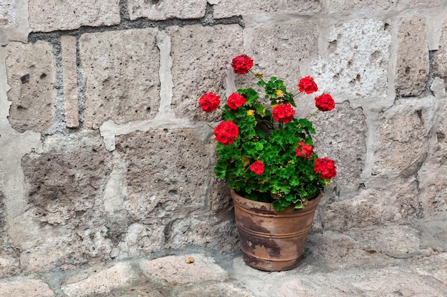 Géranium sur le fond de mur en pierre