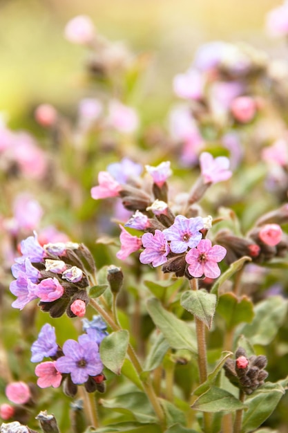 Geranium palustre L Fleurs de géranium des marais Spring floral background