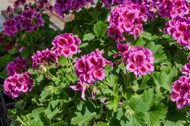 Géranium rouge dans le jardin un jour d'été.